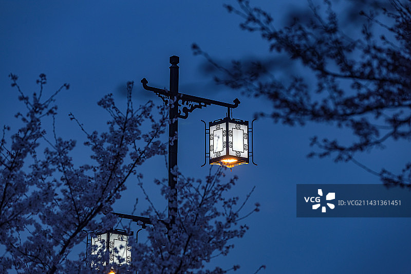 春天夜晚樱花与路灯图片素材