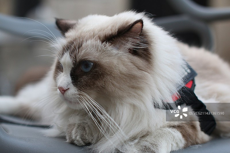 猫咪眼神的特写镜头图片素材