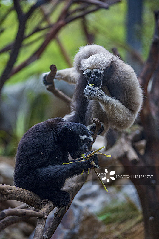 两只白眉长臂猿吃饭时的互动，故事感图片素材
