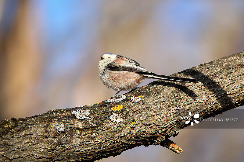 长尾山雀图片素材