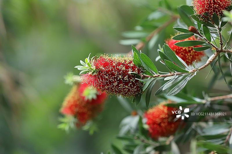 红千层花图片素材