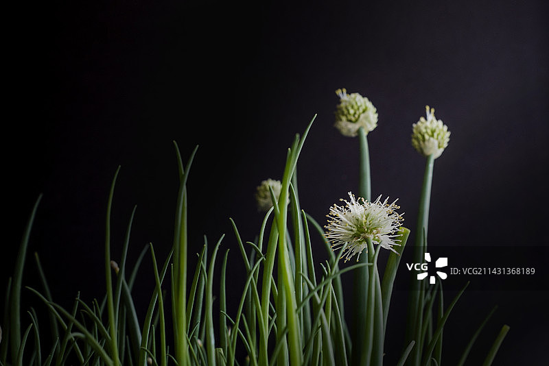 葱花也是花图片素材