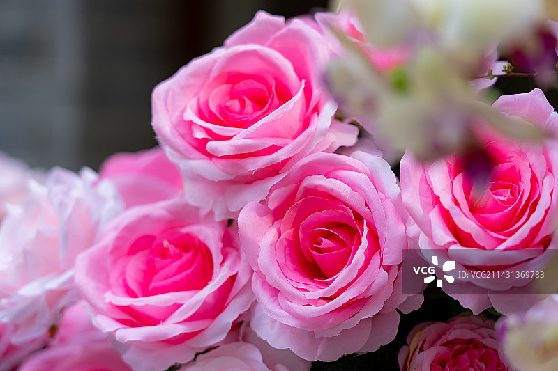 粉红色玫瑰特写图片素材