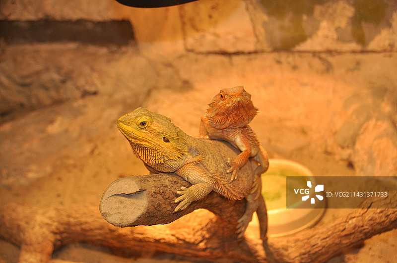 两只蜥蜴图片素材