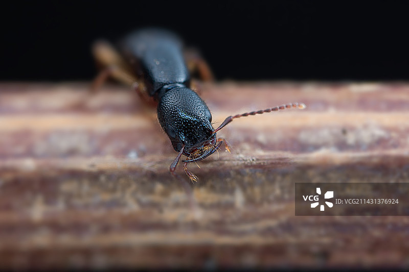 伶牙俐齿隐翅虫图片素材