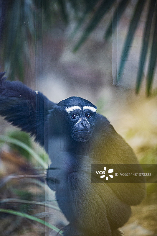 眼神清澈，姿态深沉的白眉长臂猿（黑色）图片素材