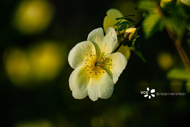 黄刺玫图片素材