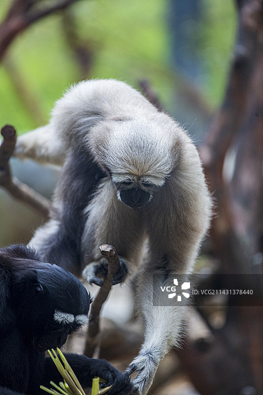 两只白眉长臂猿吃饭时的互动，故事感图片素材