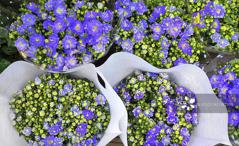 美丽淡雅的风铃草图片素材