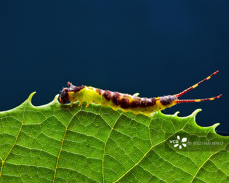 蝴蝶幼虫图片素材