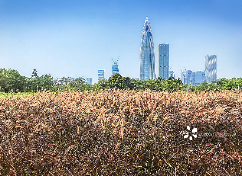 草丛春笋图片素材