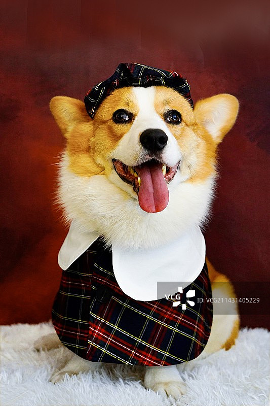 狗坐在家里的画像图片素材