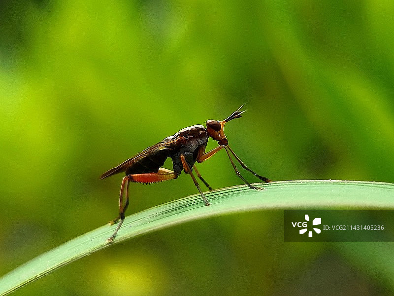 沼蝇图片素材