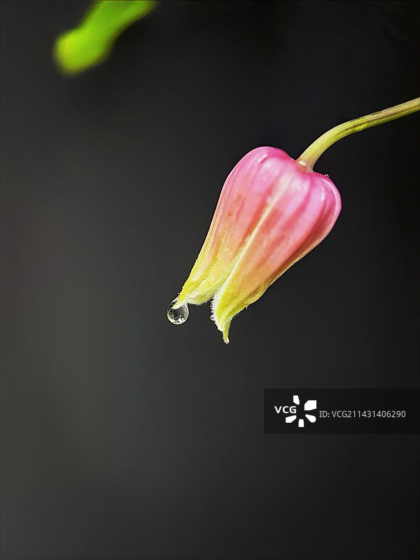 黑色背景下的花朵特写镜头图片素材