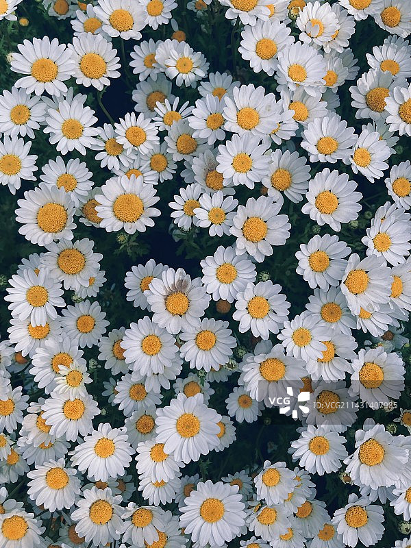 白色雏菊的高角度视图图片素材