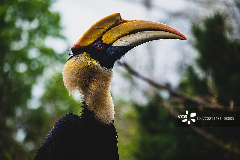 鸟的特写镜头图片素材