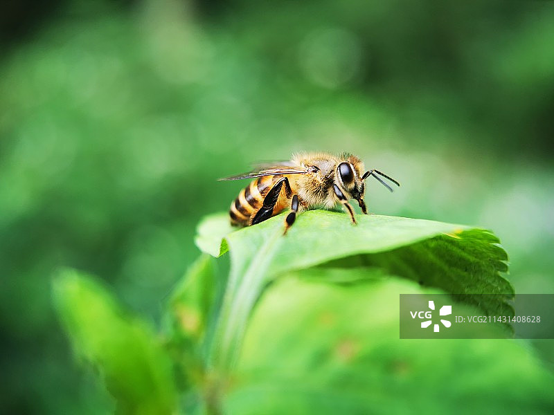 蜜蜂图片素材