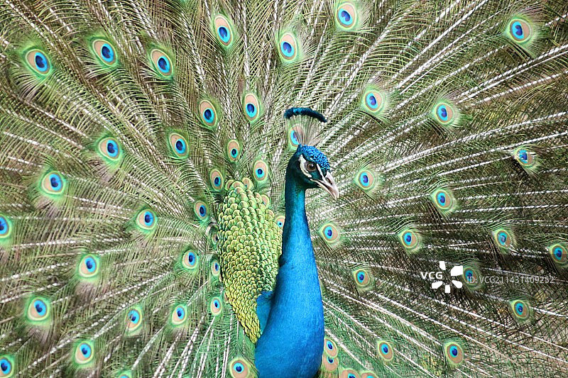 孔雀展开羽毛的特写镜头图片素材