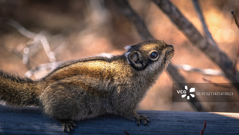 木头上的松鼠特写镜头图片素材