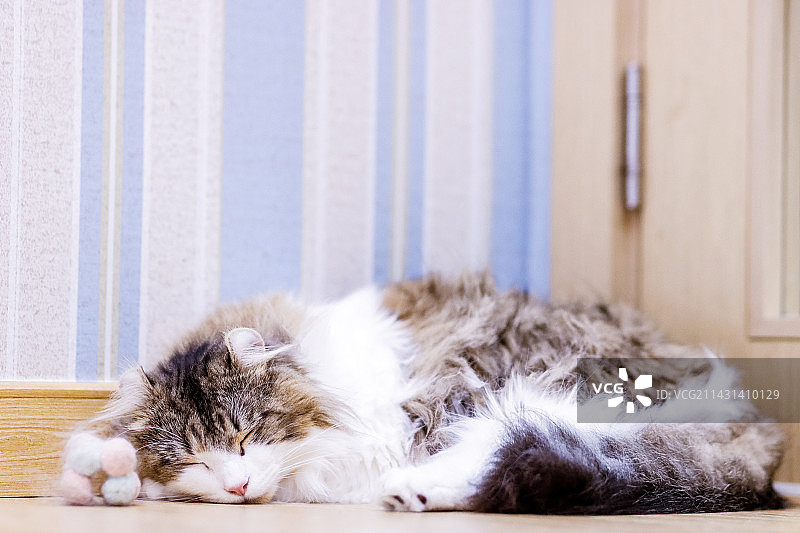 鼾睡的美国卷耳猫图片素材