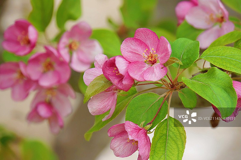 海棠花溪观海棠花开图片素材