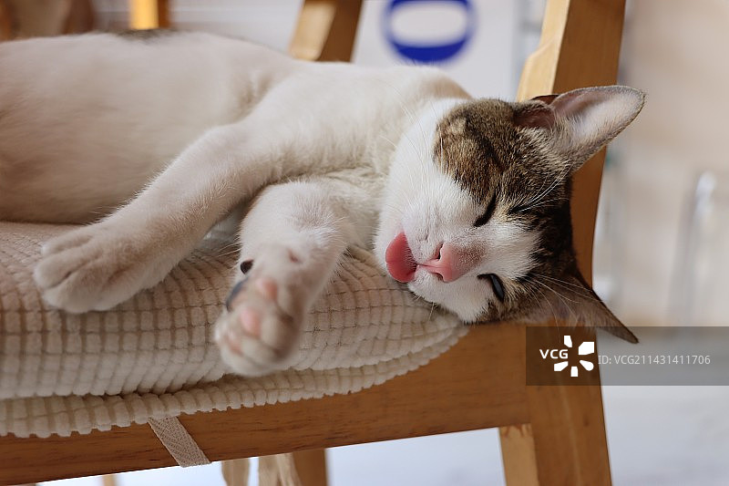 睡觉的猫图片素材