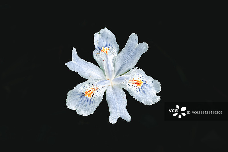 白花鸢尾图片素材