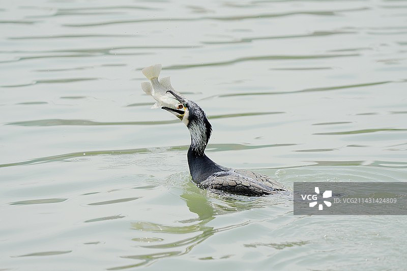 鸬鹚捕鱼特写镜头图片素材
