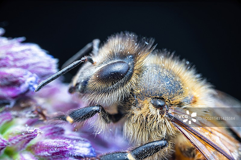 切叶蜂_DSC8419图片素材