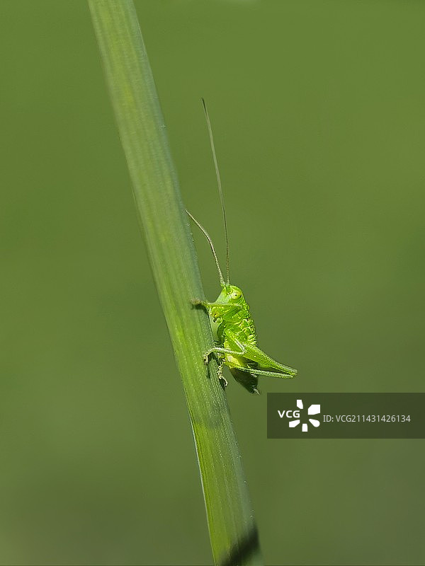 攀登（蝈蝈）图片素材