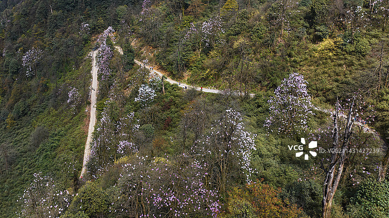 四川省乐山沐川县令牌山辛夷花图片素材