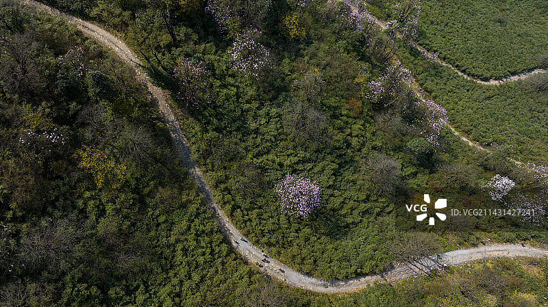 四川省乐山沐川县令牌山辛夷花图片素材