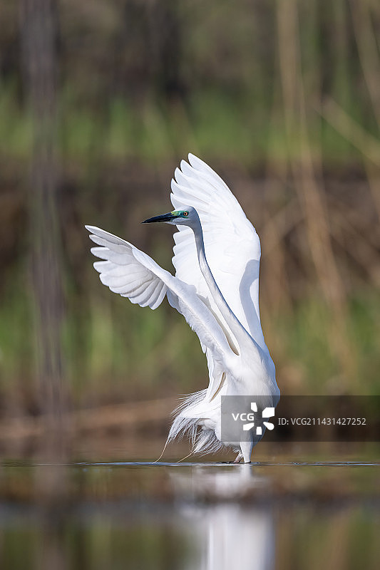 妖娆的舞姿——大白鹭振翅欲飞的优美姿态图片素材