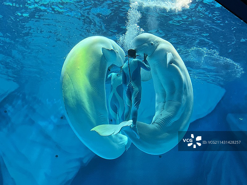 上海海昌动物园图片素材