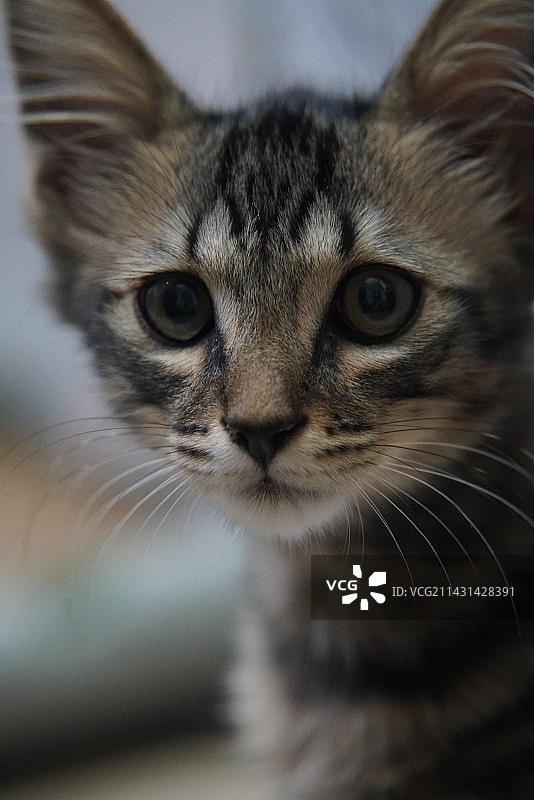 中国名猫长的像缅因猫是种什么体验图片素材