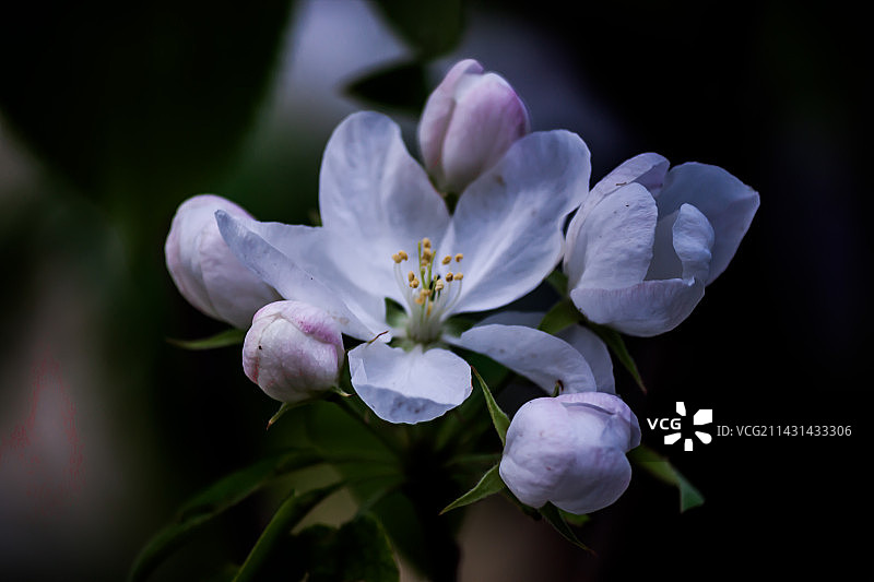 清明的陶然亭公园图片素材