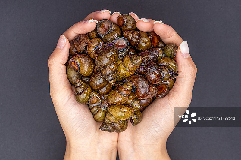 新鲜的特色田螺食材图片素材