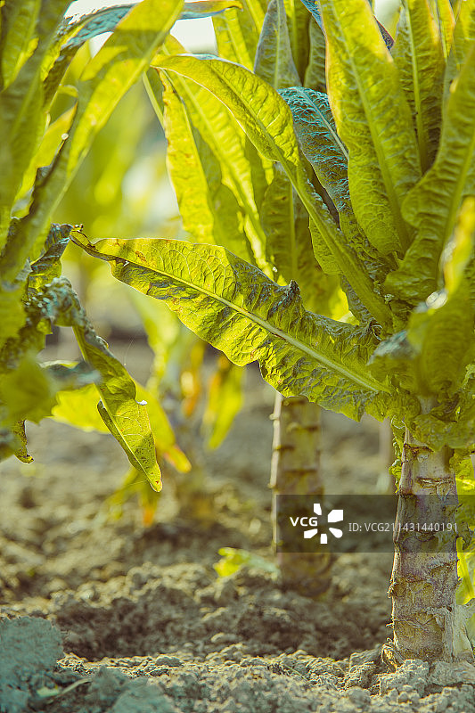 透亮的莴笋图片素材
