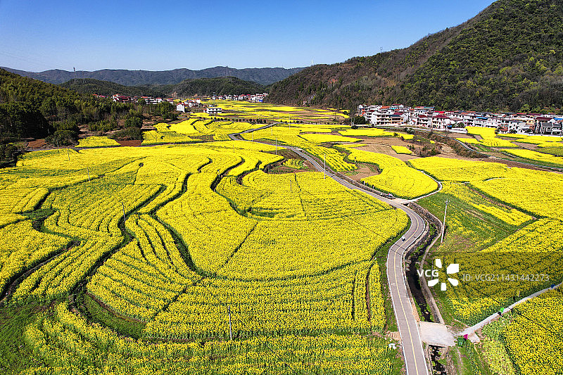 航拍咸宁咸安区大幕乡东源村大面积油菜花海图片素材