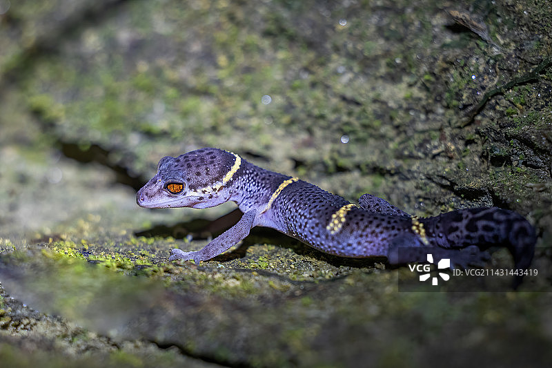 海南睑虎图片素材