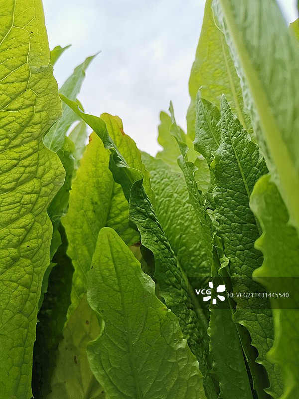 奶奶的力量图片素材