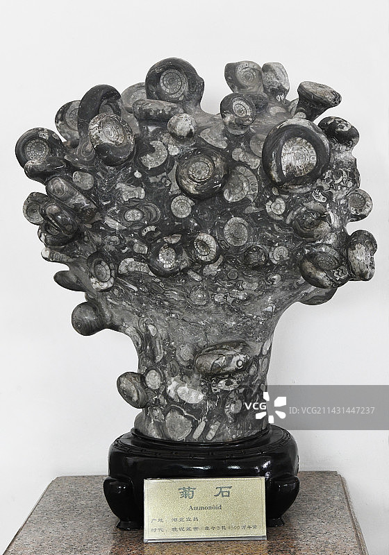 山东临沂平邑县天宇自然博物馆馆藏展品——菊石图片素材
