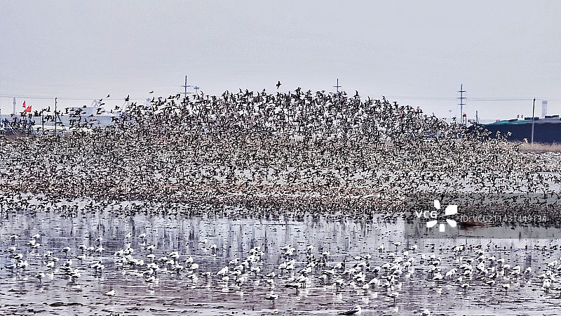 《湿地观鸟》——东港市宝华东路图片素材