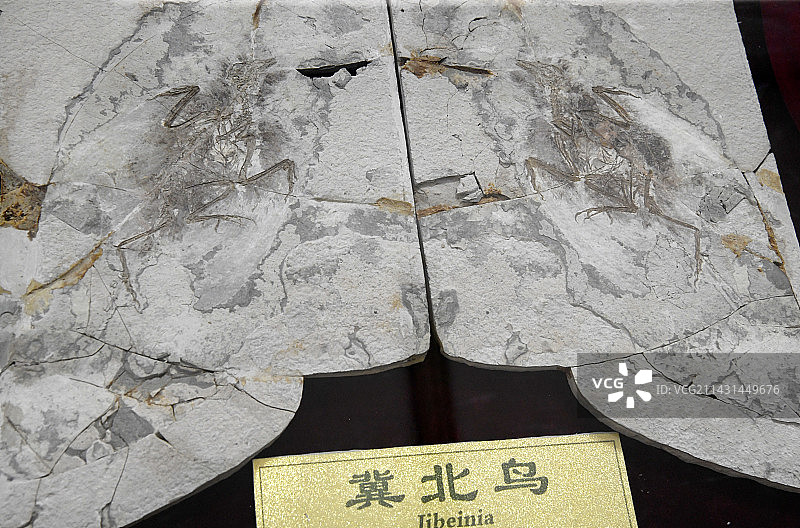 山东临沂平邑县天宇自然博物馆馆藏展品——翼北鸟化石图片素材