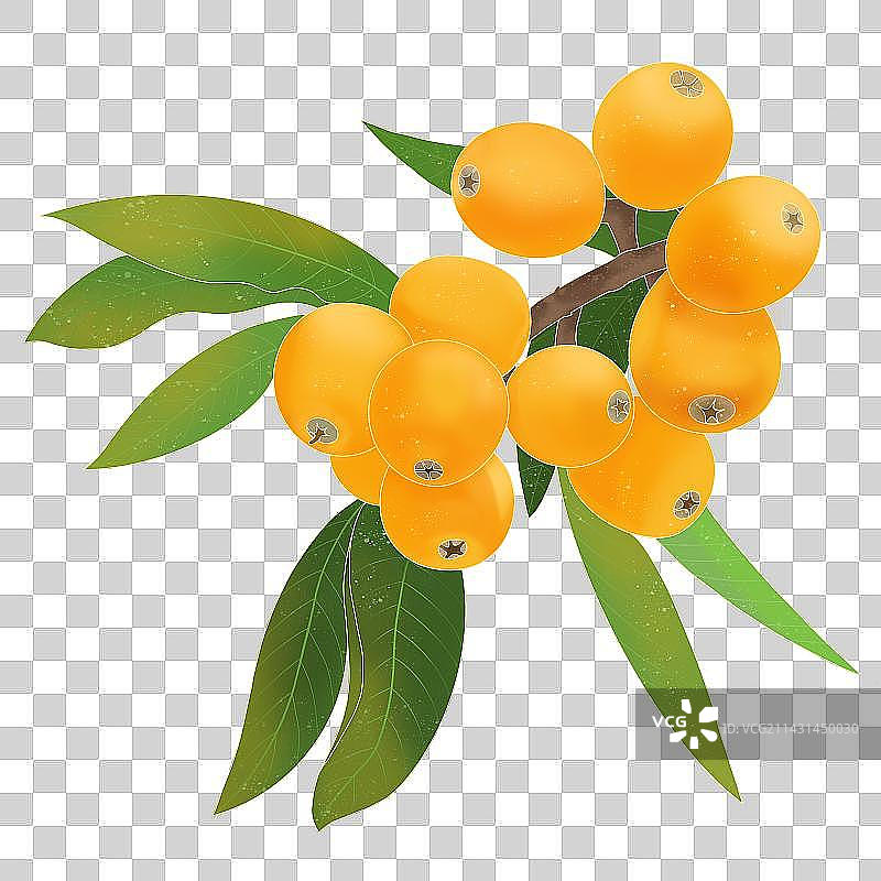 国风手绘树枝上的枇杷图片素材