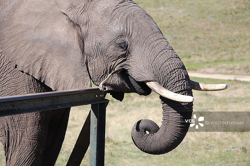 神奇动物在南非图片素材