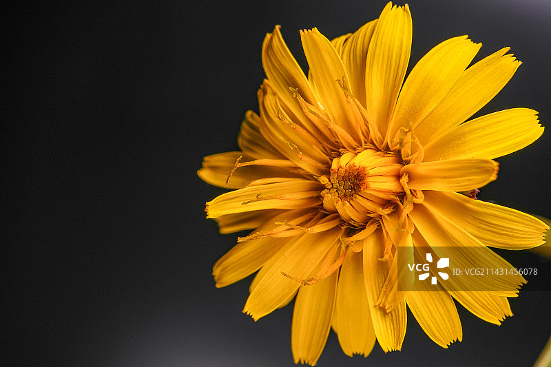 黑色背景下的黄花特写镜头图片素材
