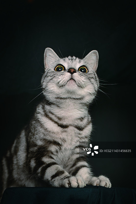 嘿，你好！图片素材