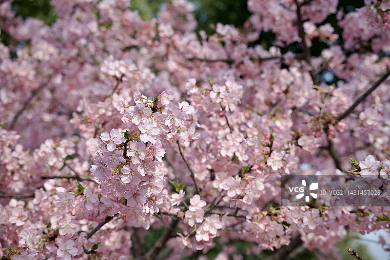 樱花季图片素材