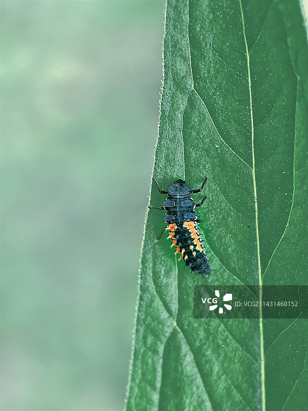 瓢虫小幼幼图片素材